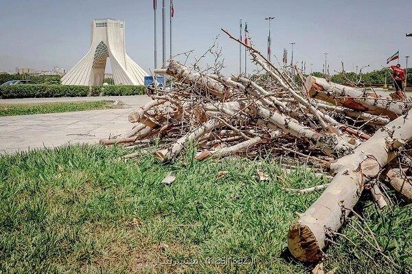 ماجرای خشک شدن درختان میدان آزادی چه بود؟