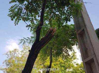 نباید بگذاریم حتی یك درخت دیگر قطع شود