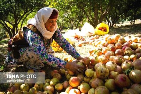 پیش از دادن وام اشتغال به بازار محصول فكر كنیم!