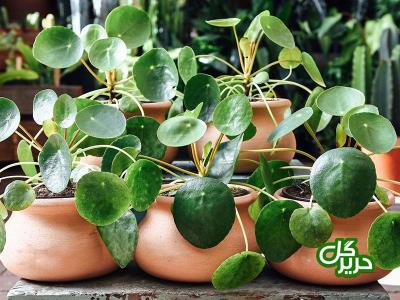 چند ترفند ساده برای خوشگلاسیون منزل شما با گیاهان آپارتمانی